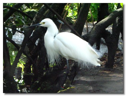 Florida 2006 (78)